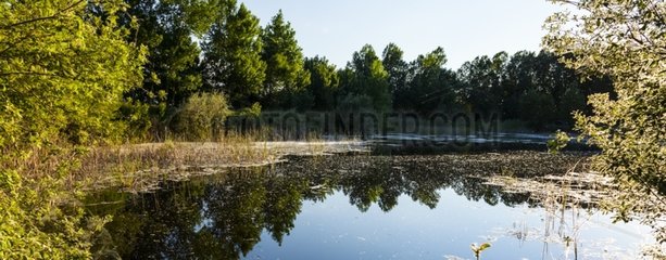 Reflection of trees in a pound in Extremadura in Spain