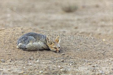 Female Cape fox sleeping above its lair RSA