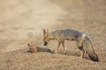 Female Cape Fox and its young at the entrance to the lair