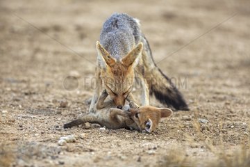 Female Cape Fox licking its young South Africa