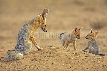 Male Cape fox and two young at the entrance to the den RSA