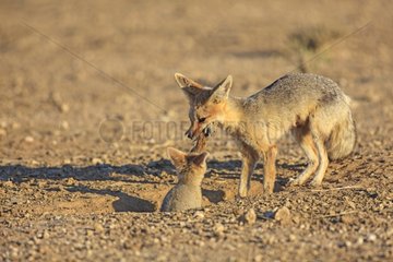 Cape fox bringing a rodent to feed its young South Africa