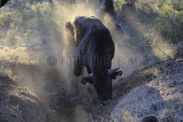 Bull race Negra in the Albères massif France
