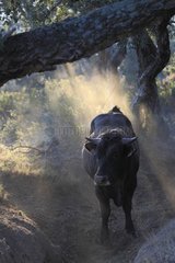 Bull race Negra in the Albères massif France