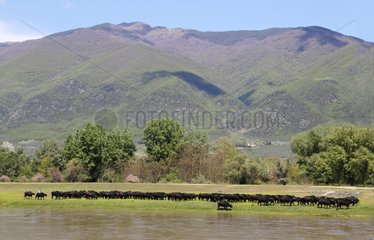 Water Buffalos grazing in a meadow at spring Greece