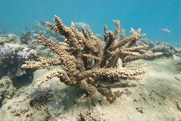 Staghorn Coral Marine reserve of Kuendu point New Caledonia