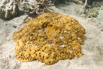 Sponge on a sandy bottom New Caledonia