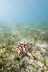 Chocolate Chip Sea Star in a seagrass New Caledonia