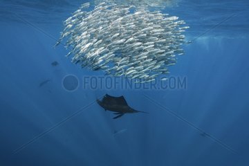 Sailfish near a school fish of mackerels Mexico
