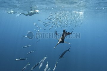 Sailfishes near a school fish of mackerels Mexico