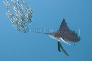 Sailfish near a school fish of mackerels Mexico