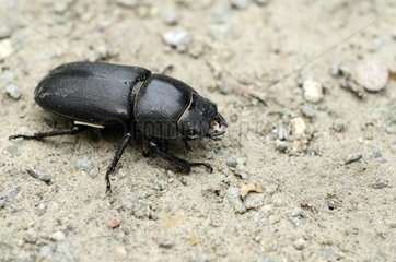 Lesser stag beetle female in the Rhine forest France