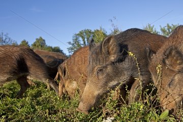 Group of Wild Boars