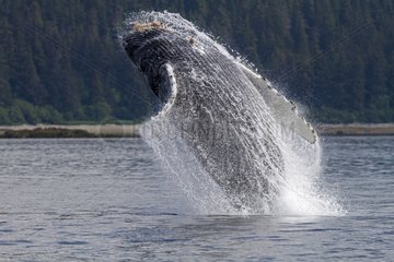 Humpback whale jumping out of the water South west Alaska