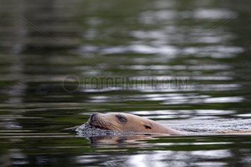 Steller Sea Lion swimming in ocean Yasha island Alaska