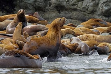 Steller Sea Lions in Yasha island Alaska