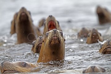 Steller Sea Lions inocean Yasha island Alaska