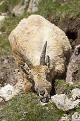 Ibex lying in the grass Ecrins Alps France