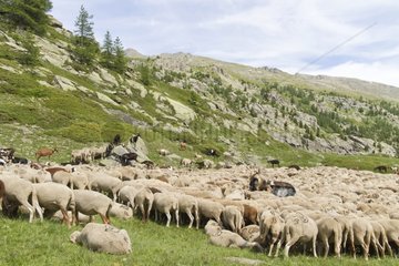 Sheep and goats in transhumance High Valley Claree France