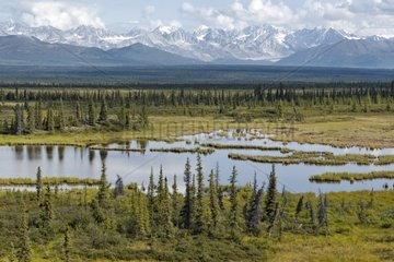 Landscape of mountain and taiga Alaska USA