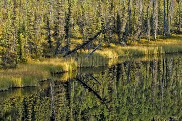 Reflection in a lake in taiga Alaska USA