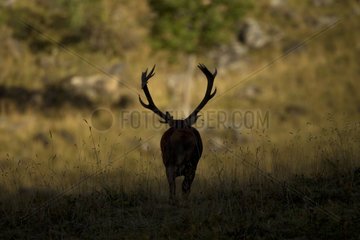 Silhouette of male red deer Alps Valais Switzerland
