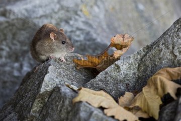 Brown Rat in rocks Valais Switzerland