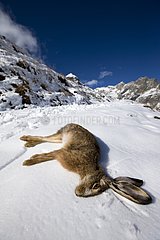 European hare killed by a hunter Alps Valais Switzerland