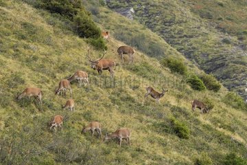 Male Red deer and hinds during rut Swiss Alps