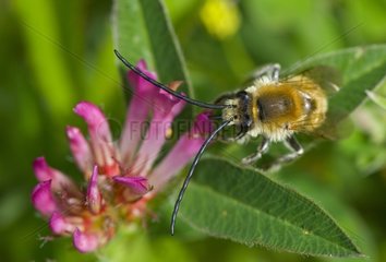 Long-horned Bee Denmark in June