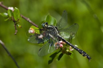 Club-tailed Dragonfly in June Vrangeskov Denmark