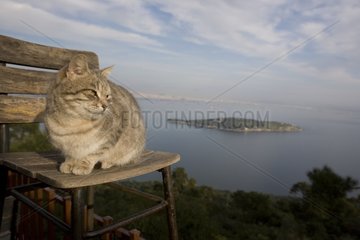 Cat on a chair watching the sunset Turkey