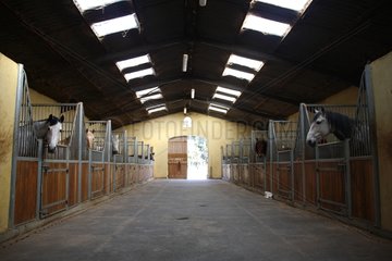 Lusitano horses in a stable Vaucluse France