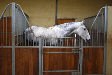 Lusitano horse in a stable Vaucluse France