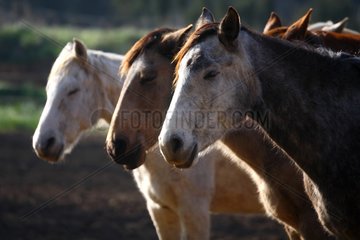 Portrait of Lusitano horses on a farm in the Vaucluse
