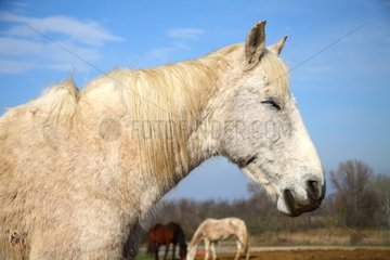 Portrait of Lusitano horse on a farm in the Vaucluse