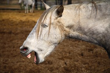 Livestock Lusitano horse neighing of Vaucluse France
