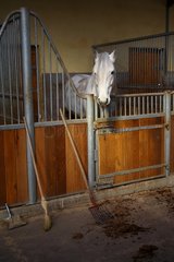 Lusitano horse in its box Breeding Vaucluse France