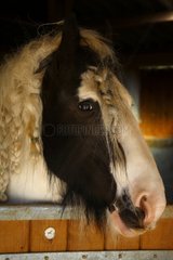 Portrait of a horse Lusitano Breeding Vaucluse France