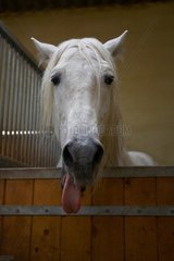 Portrait of a horse sticking his tongue Lusitano France