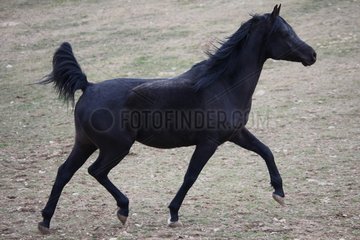 Pure Bred Spanish trot France