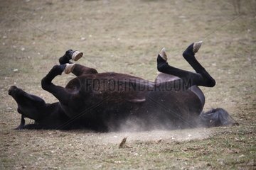 Spanish Thoroughbred rolling on the floor Vaucluse France