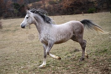 Spanish Thoroughbred galloping on a land barren France