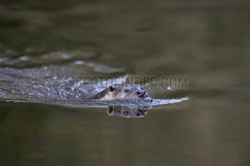 European otter swimming in a river Thetford England