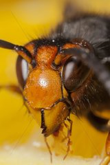 Portrait of Asian hornet eating a fruit France