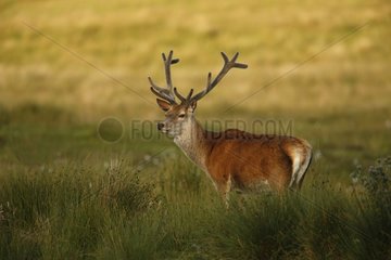 Red deer single male in velvet Islay Hebrides Scotland