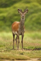 Single young male Red deer in velvet Islay Hebrides Scotland