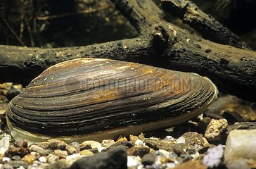 Painter's mussel