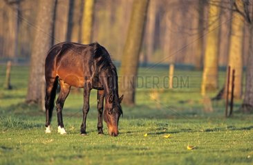 Anglo-Arab horse grazing