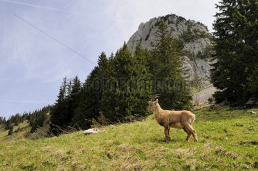 Young male ibex standing in grass Alps France